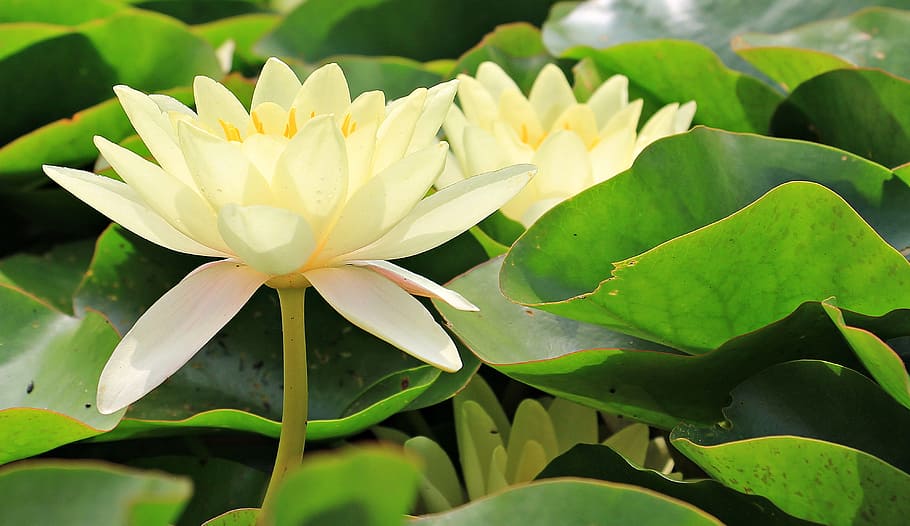 closeup photography of yellow petaled flower, white, green, water lilies