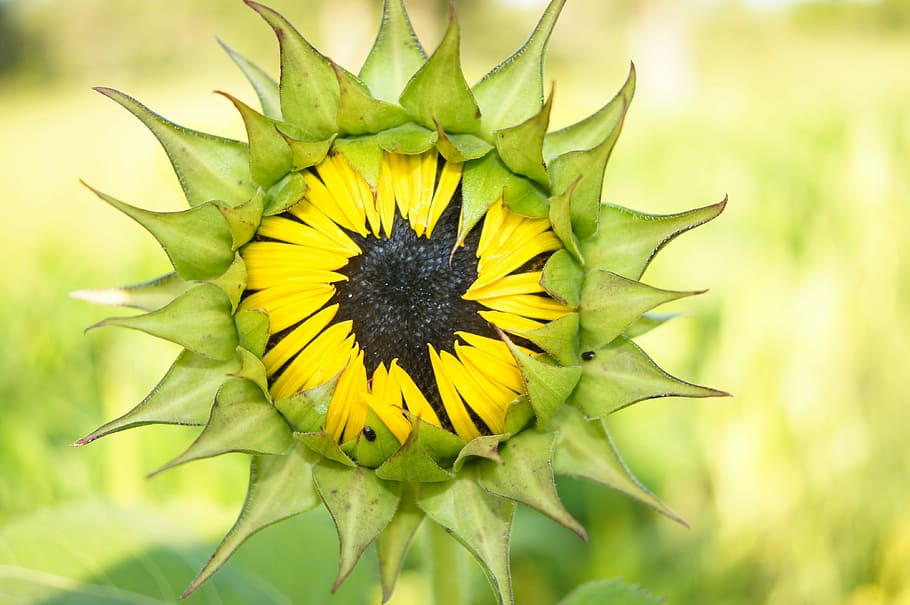 Sunflower, Bloom, Nature, Summer, blossom, floral, sunny, outdoor HD wallpaper
