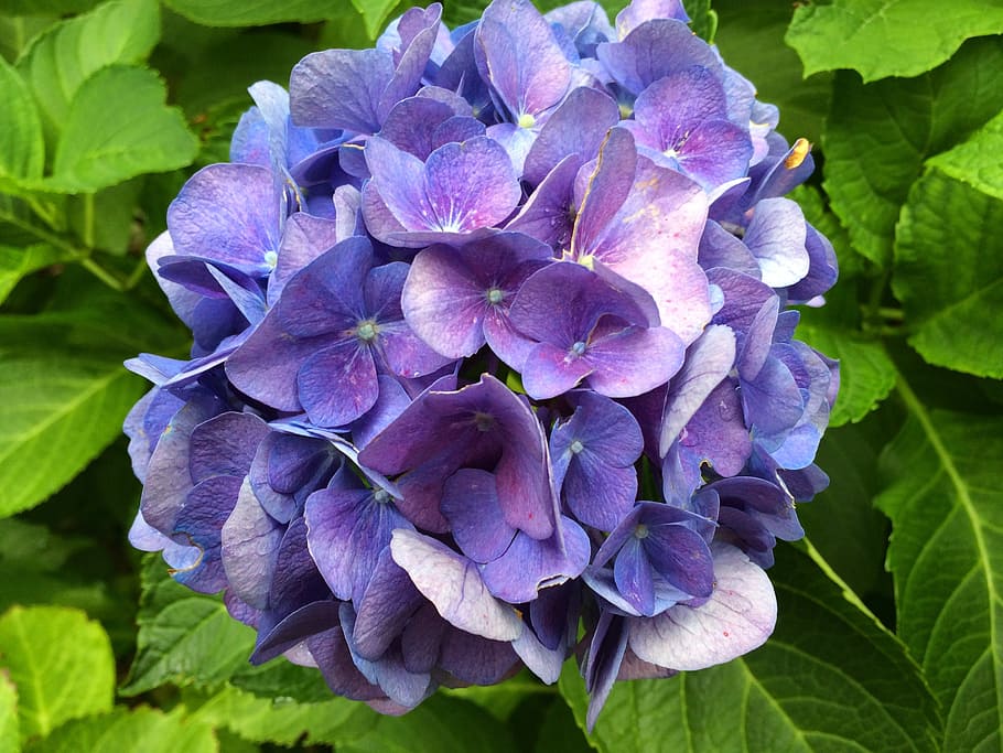 Hydrangea, Blue, Blossom, Bloom, Leaves, green, flower, purple HD wallpaper