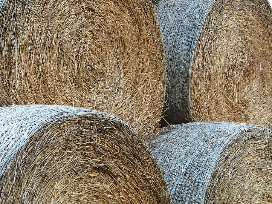 straw bales, harvest, field, round bales, autumn, agriculture, HD wallpaper