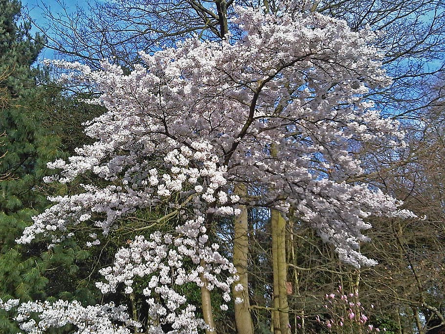 Trees, Blossoms, Spring, Blooming, sky, england, great britain HD wallpaper