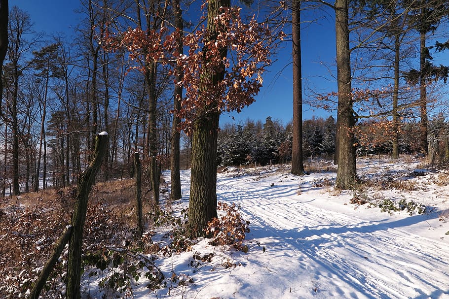 nature, forest, the path through the woods, snow, cold temperature HD wallpaper
