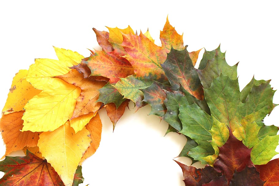 leaves, autumn, fall foliage, leaf, golden autumn, nature, forest HD wallpaper