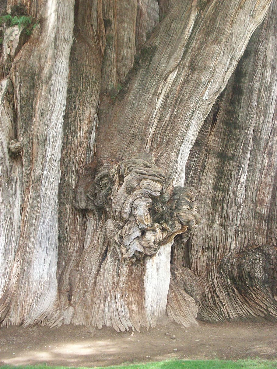 árbol del tule, tree, trunk, big, santa maría del tule, montezuma cypress, HD wallpaper
