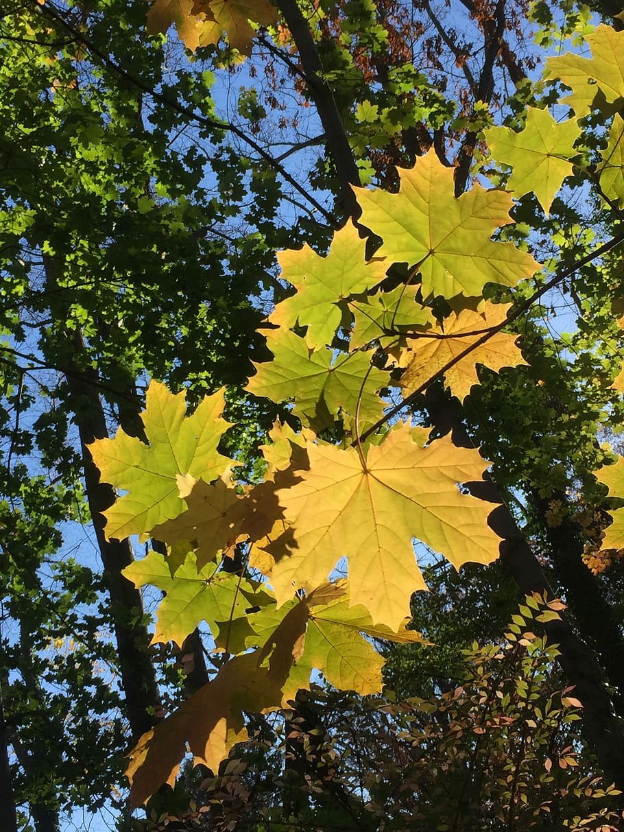 Leaves, Fall Foliage, Autumn, leaf, tree, nature, branch, yellow HD wallpaper