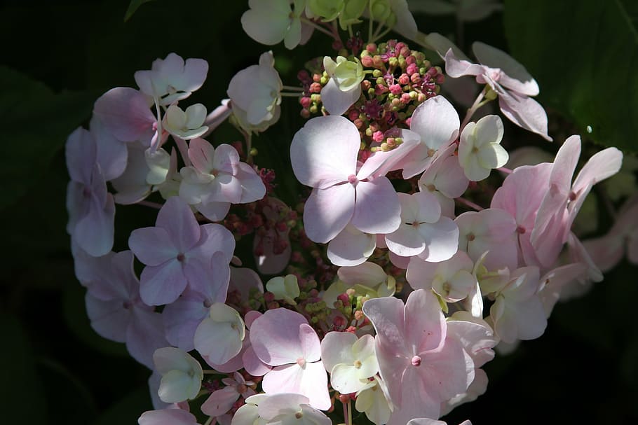 hydrangea, shrub, plant, bush, pink, bloom, garden, flower HD wallpaper
