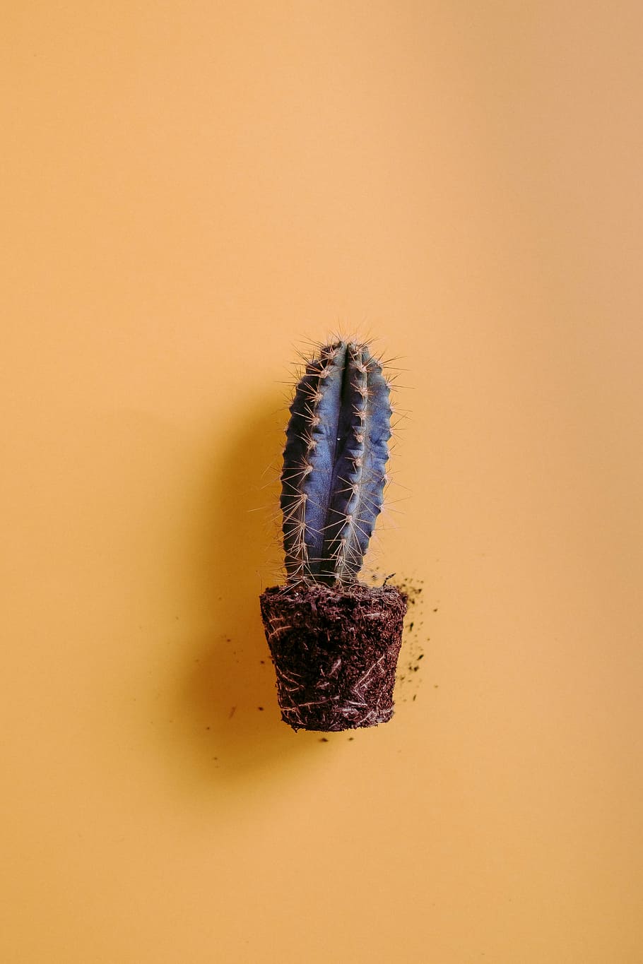 Cactus, focus photography of brown cactus plant on brown pot HD wallpaper