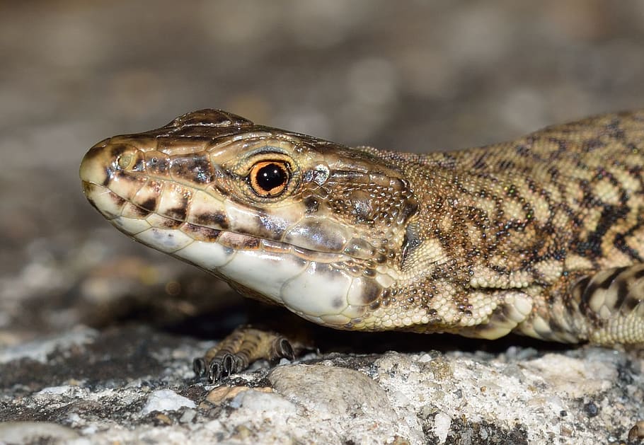 Reptiles, Lizard, Podarcis, Muralis, one animal, animal wildlife HD wallpaper