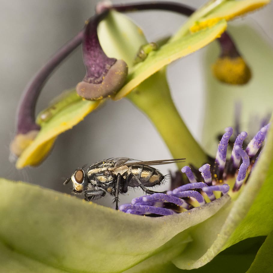 beige and black bee on passion flower, gray and yellow bee, fly HD wallpaper