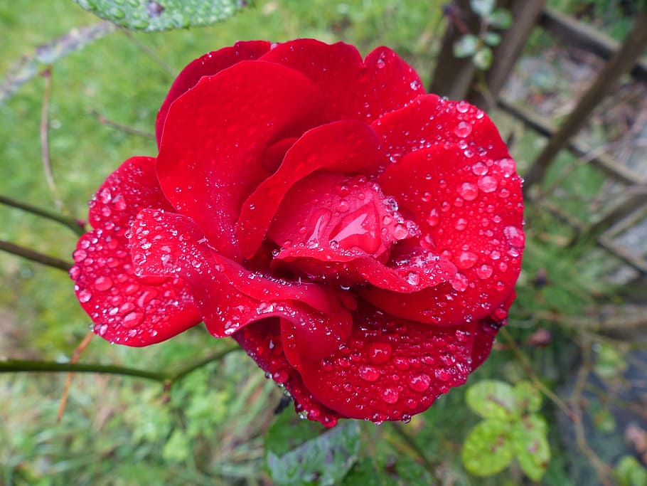 Rose, Red, Dew, Flower, Nature, Drip, love, valentine's day HD wallpaper