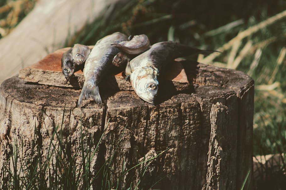 five dried fish, fish on wooden slab, stump, trout, grass, food HD wallpaper