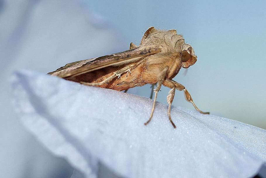 moth, insect, nature, animal themes, one animal, animal wildlife HD wallpaper
