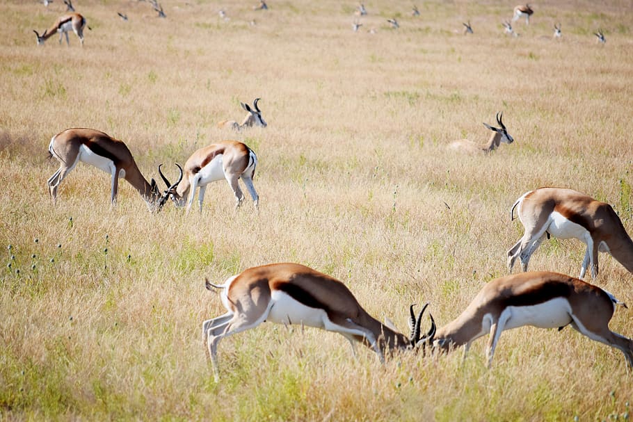 fighting, springbok, grass, grazing, etosha, namibia, safaris HD wallpaper