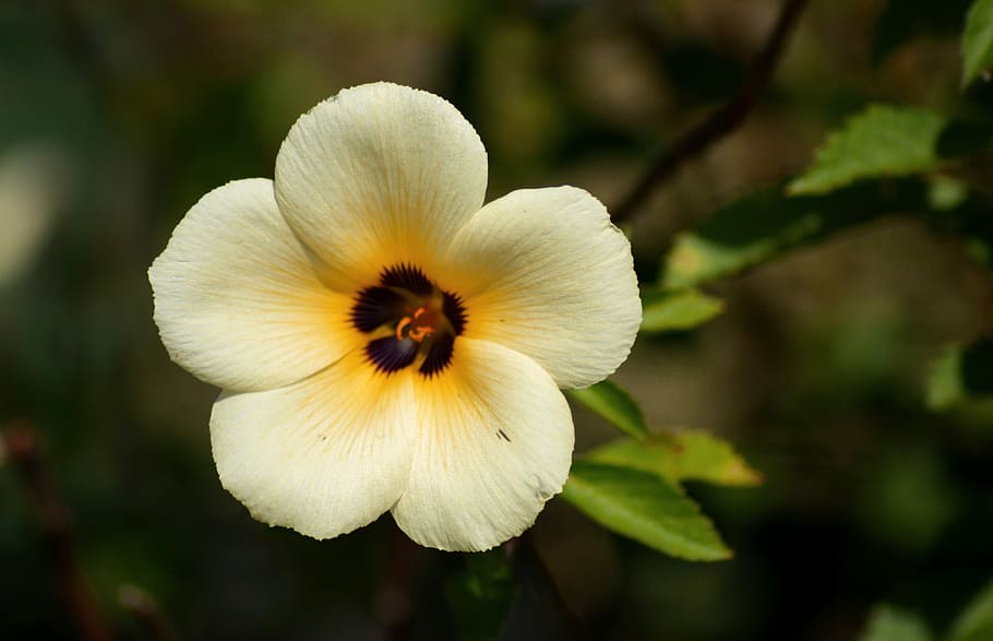 flower, flora, garden, leaf, floral, blooming, outdoors, summer HD wallpaper