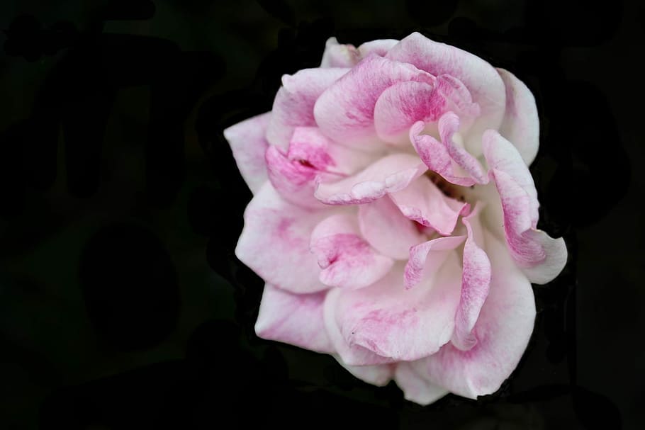 Flower, Pink, Spring, summer, rose, pink flowers, macro, petal HD wallpaper