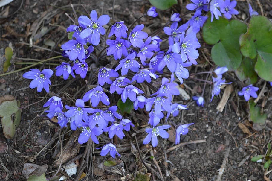 hepatica, spring, spring plant, flower, pennywort, finnish HD wallpaper
