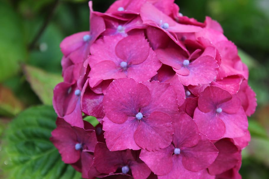 hydrangea, violet, pink, fushia, flower, petal, plant, flowering plant HD wallpaper
