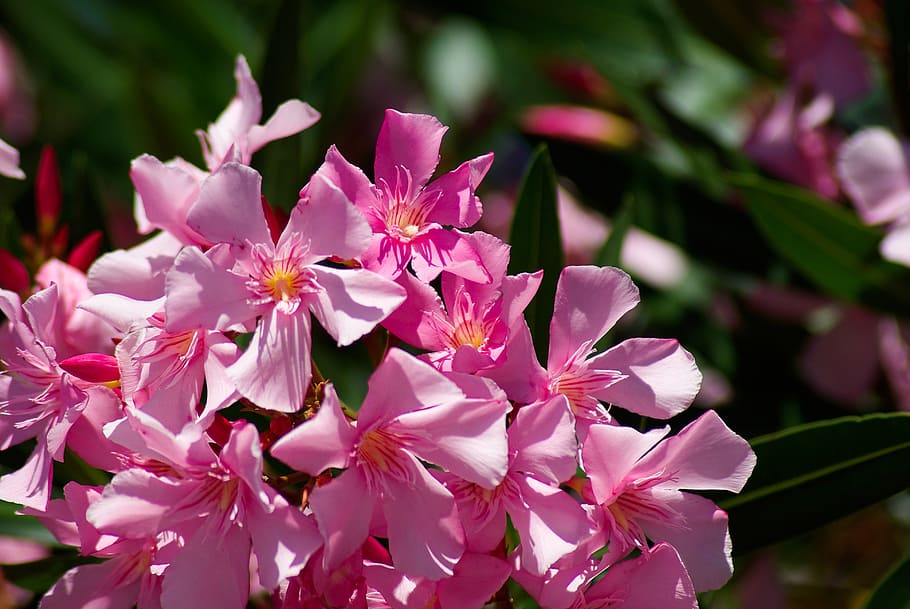 flowers, oleander, plants, flowering plant, fragility, vulnerability HD wallpaper