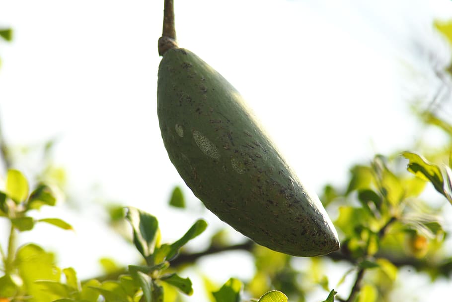 egg borrego, tree, nature, plant, close-up, no people, growth HD wallpaper