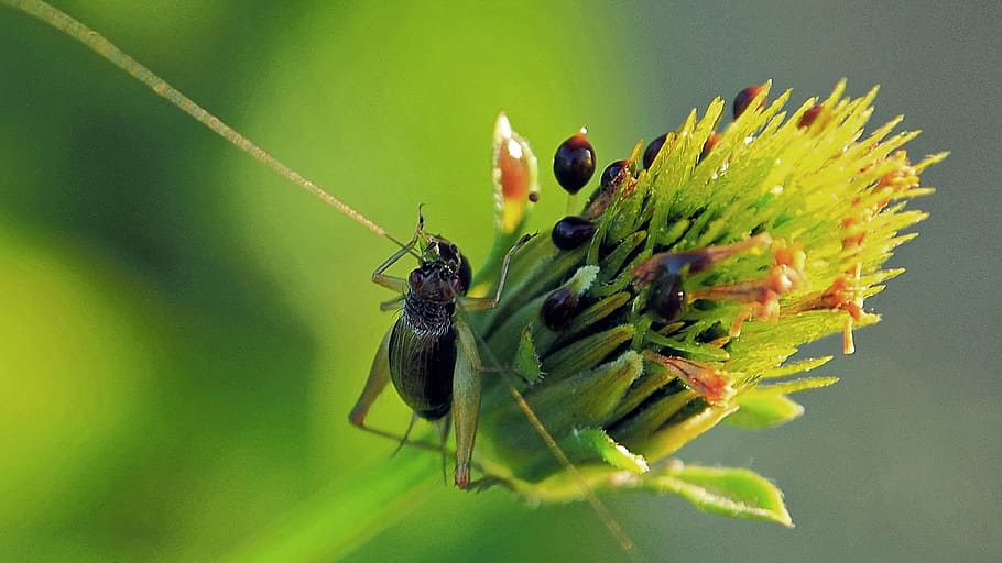 nature, insect, closeup, invertebrate, animal themes, animal wildlife HD wallpaper