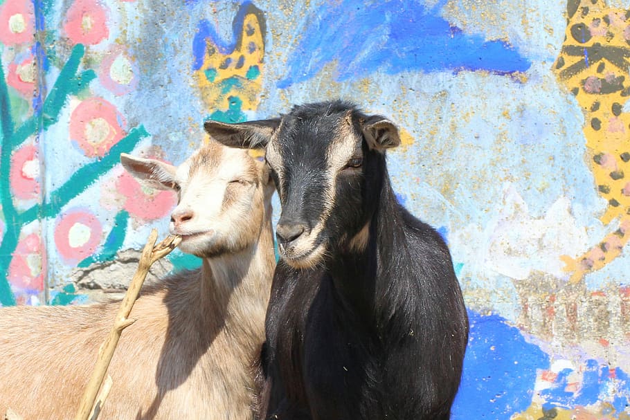 Goat, Tree Trunks, Sun, grafitti, petting zoo, one animal, livestock HD wallpaper