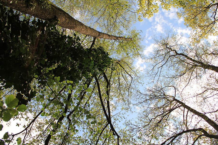 forest, construction, nature, summer, summer sky, plant, tree HD wallpaper