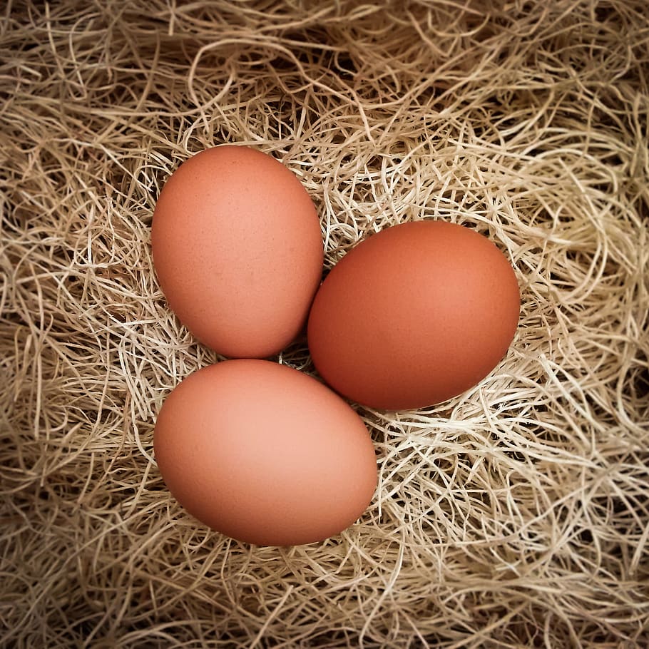 Three Brown Native Eggs, chicken eggs, easter, eggshell, farm