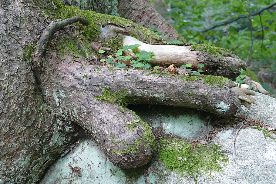 tree, forest, strange, perspective, landscape, recreation area HD wallpaper