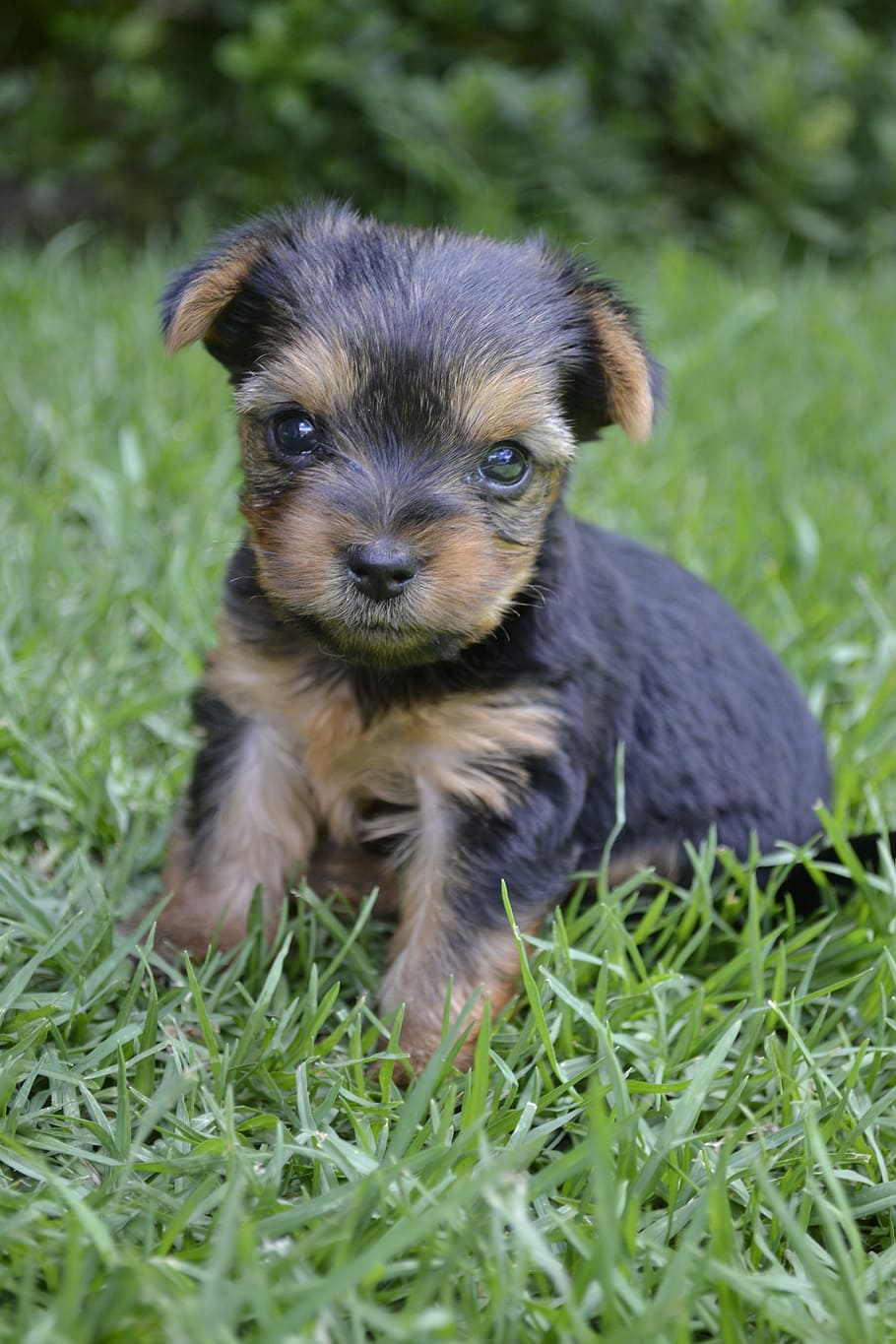 Pets, Love, Loyal, Dog, Cute, Animal, domestic, australian terrier HD wallpaper
