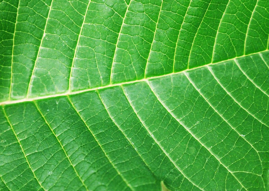 sheet, a green leaf, structure, nature, spurge wonderful, plant HD wallpaper