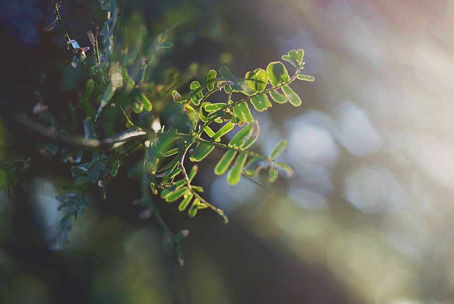 green, tree, leaf, summer, sunlight, backlight, nature, branch HD wallpaper