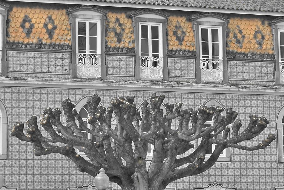 Tree, Home, Ornament, Window, flower, built structure, building exterior HD wallpaper