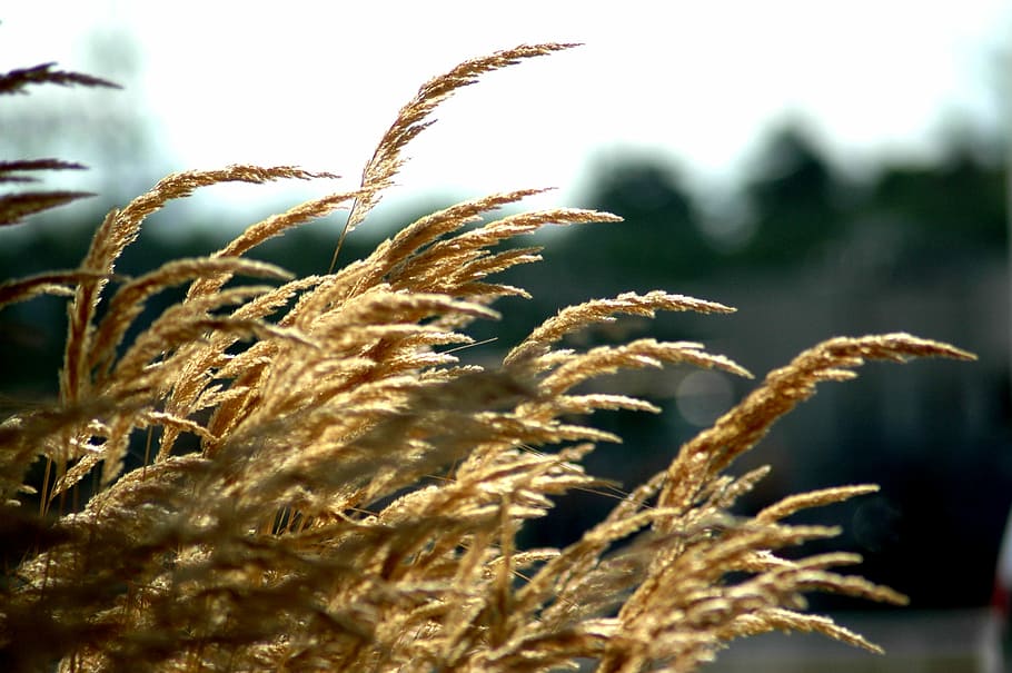 Grass, Wind, Movement, cereal plant, nature, agriculture, no people HD wallpaper