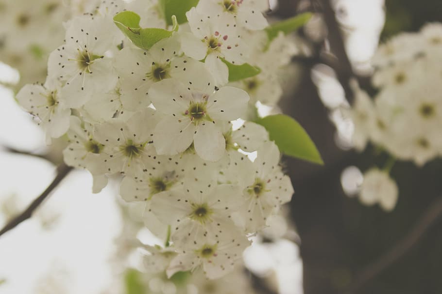 selective focus photo of white petaled flowers, macro, photography HD wallpaper