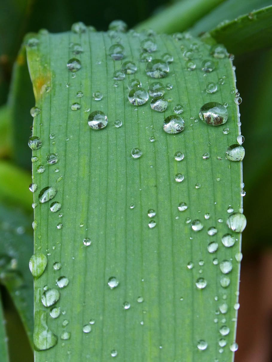leaf, drops, rocio, moisture, detail, water, close-up, green color HD wallpaper