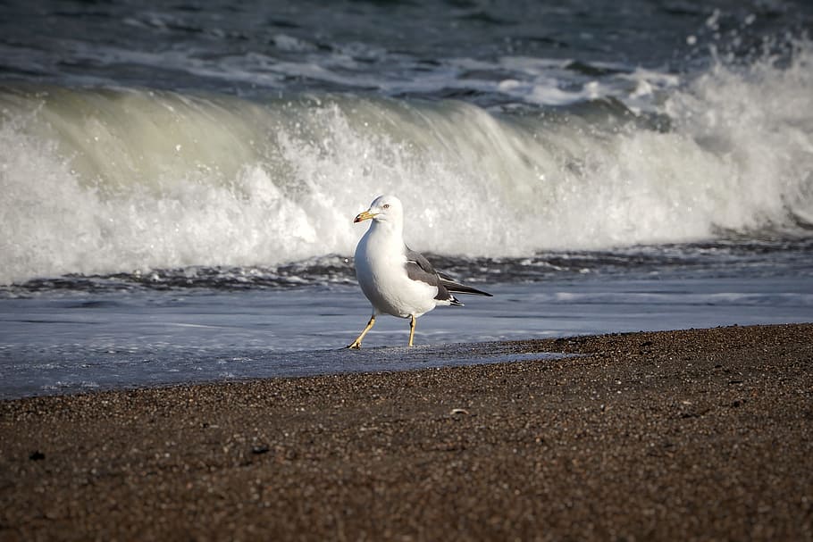 Animal, Sea, Beach, Wave, Sea Gull, seagull, seabird, wild animal HD wallpaper