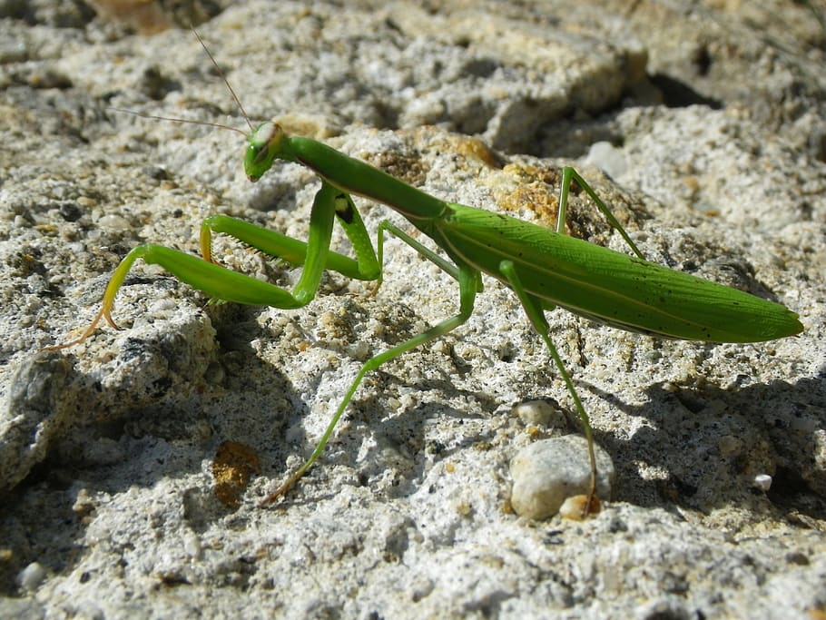 praying mantis, mantodea, close up, one animal, animal themes HD wallpaper