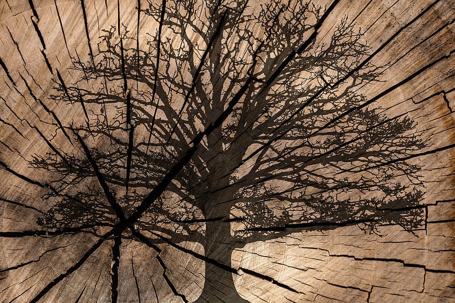 brown tree painted board decor, on wood, tree rings, texture HD wallpaper