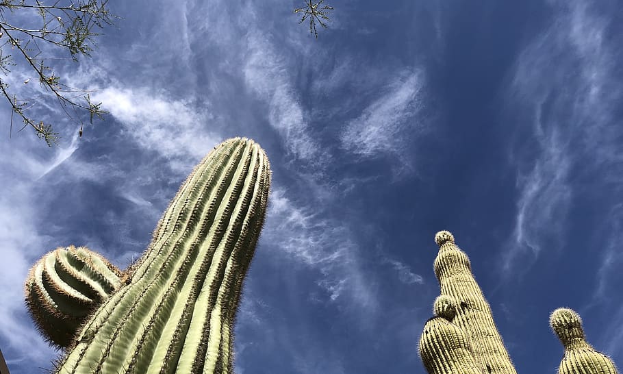 scottsdale, cactus, sky, cloud - sky, low angle view, plant HD wallpaper