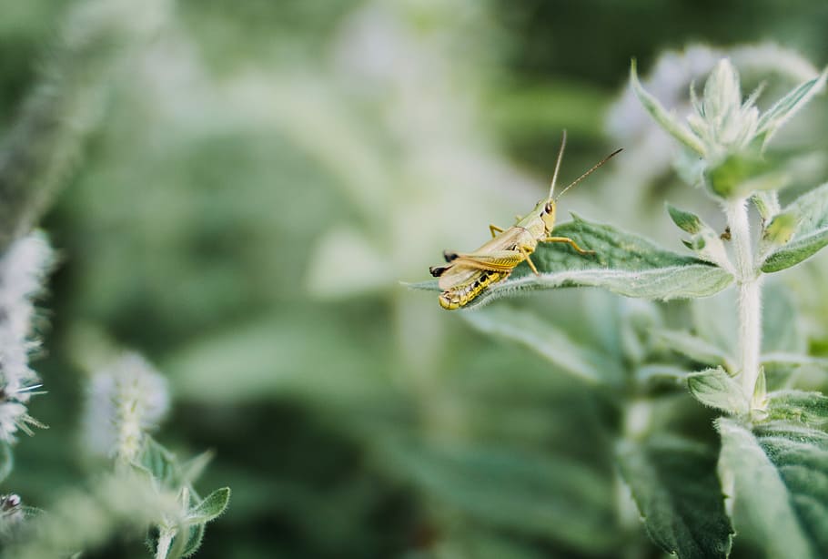 yellow grasshopper on green plant, brown grasshopper perched on green leaf plant closeup photography HD wallpaper