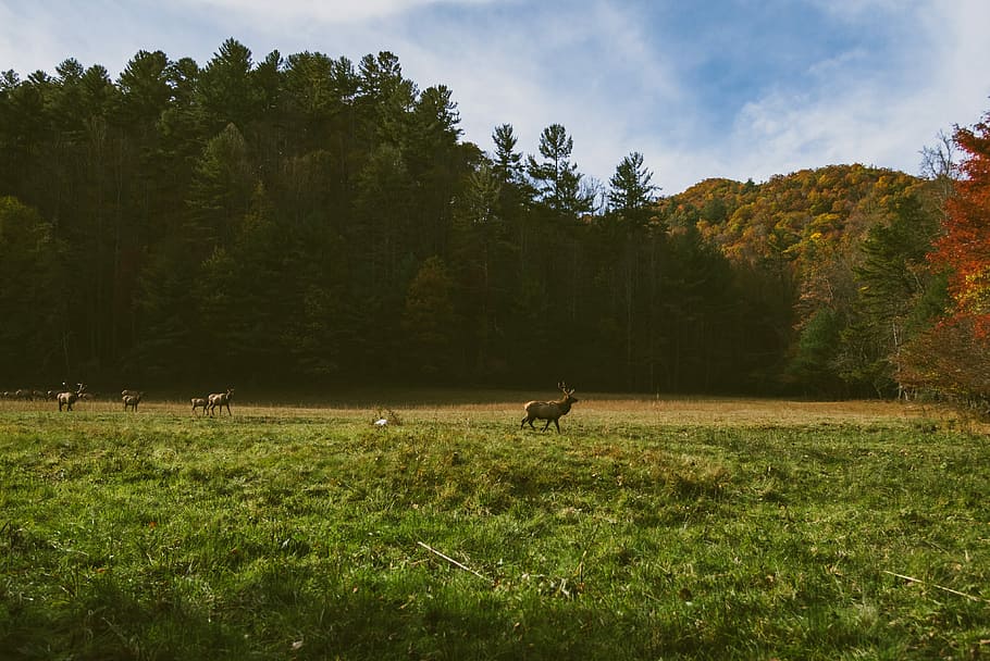 green grass, nature, tree, animal, outdoors, landscape, rural Scene HD wallpaper