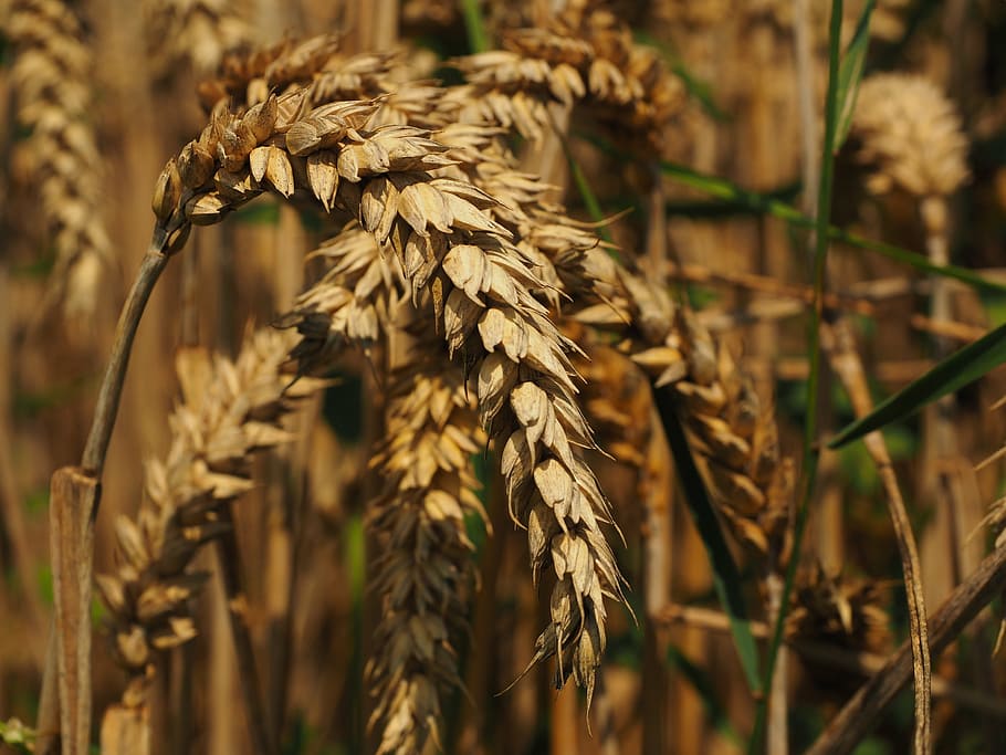 wheat, spike, cereals, grain, field, wheat field, cornfield, HD wallpaper