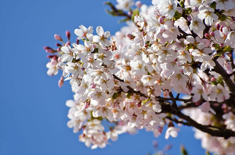 Spring, Tree, Branch, Branches, Seasons, sun, flower, flowers HD wallpaper
