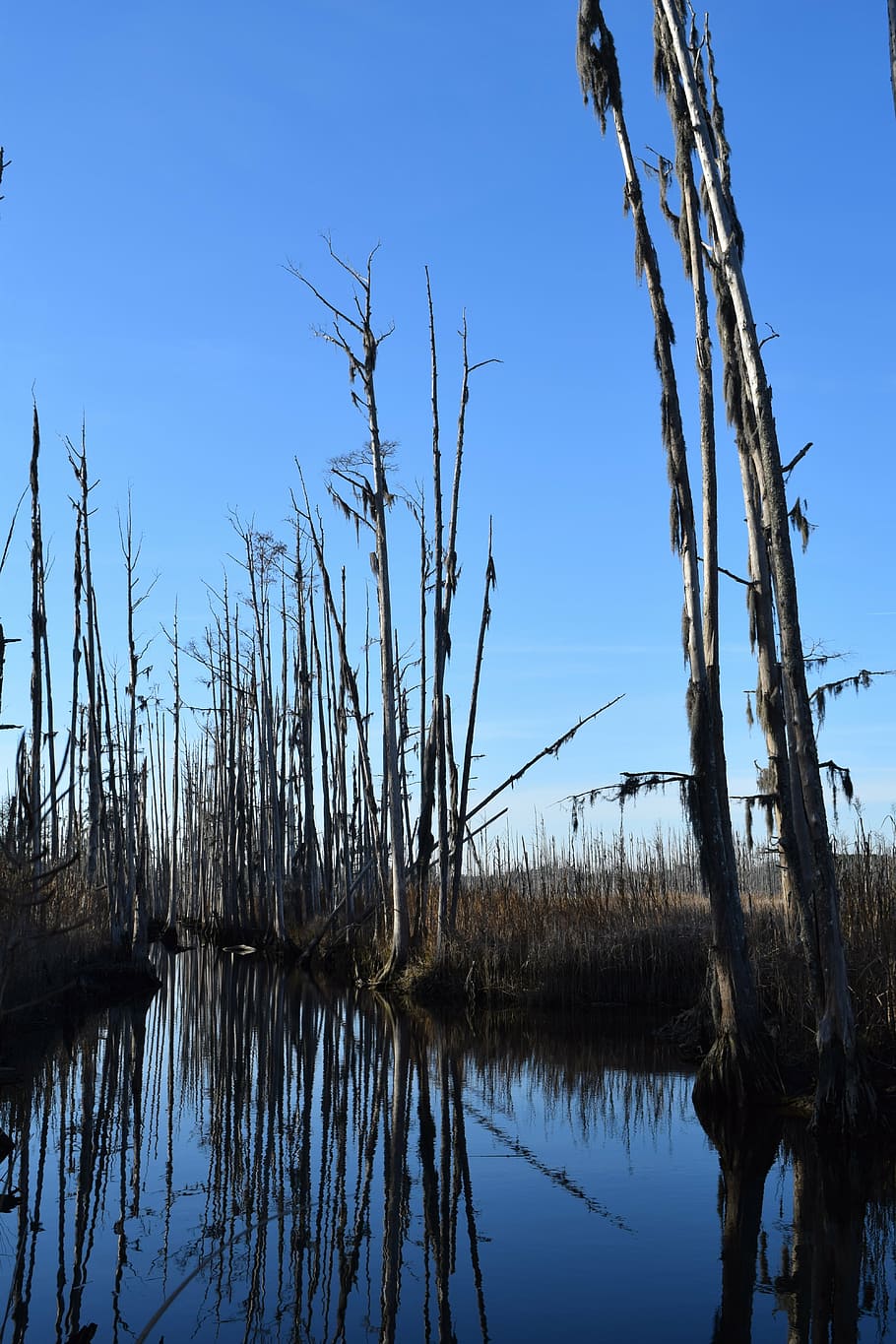 ghost trees, river, landscape, spooky, water, sky, plant, tranquility HD wallpaper