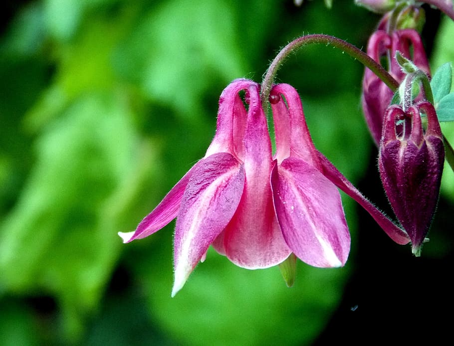 Asian bleeding heart flower, columbine, common akelei, blossom, HD wallpaper