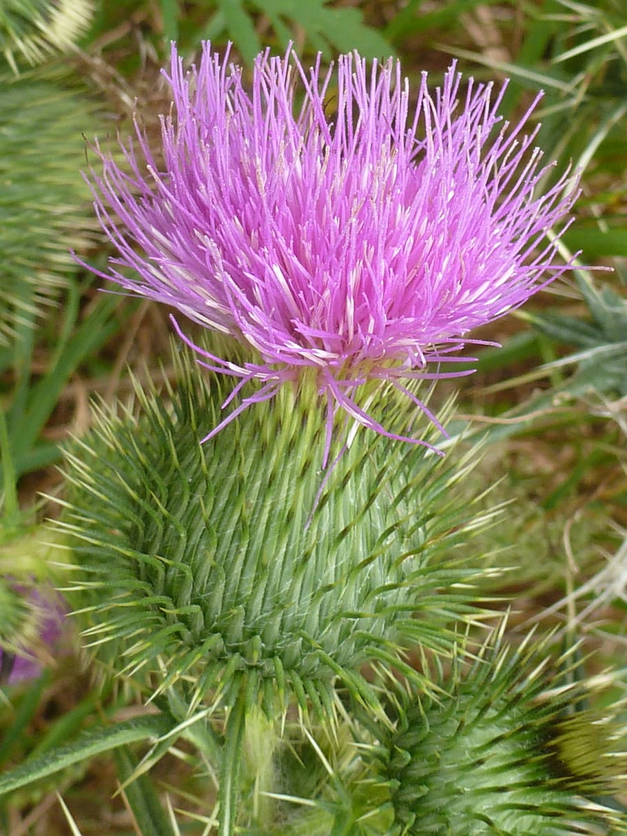 HD wallpaper: Thistle, Flower, Wild, Pink, Closeup, weed, wildflower ...