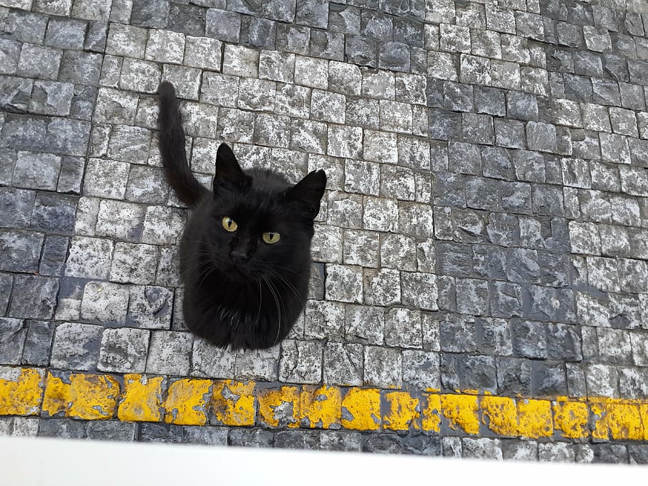 cat, pavement, stone, sidewalk, cute, street, scott, animal HD wallpaper