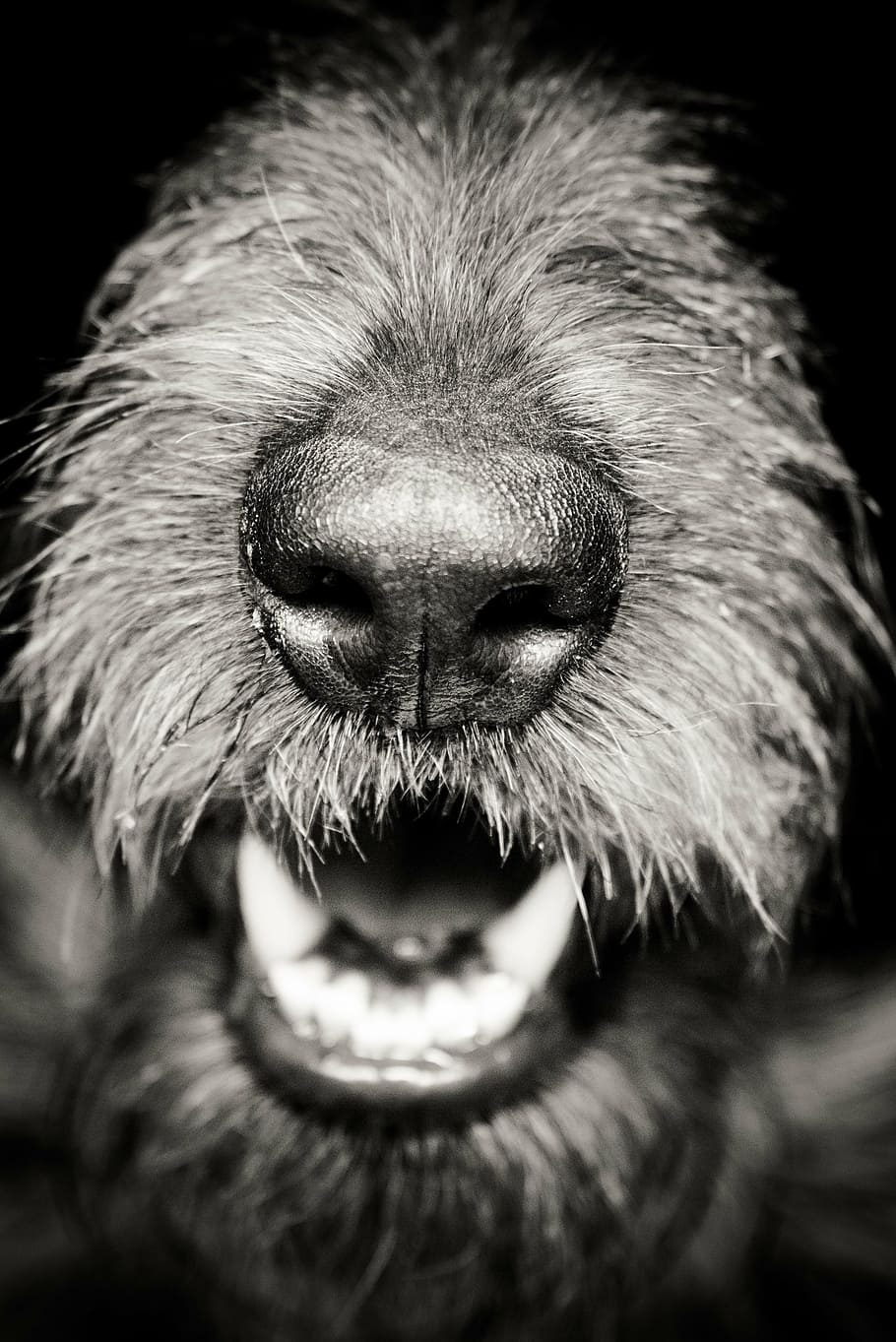 grayscale photography of dog snout, nose, mouth, black, teeth, HD wallpaper