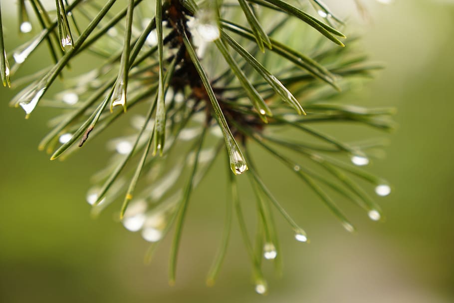 Pine, Drip, Macro, Wet, Conifer, rain, tree, branch, green HD wallpaper