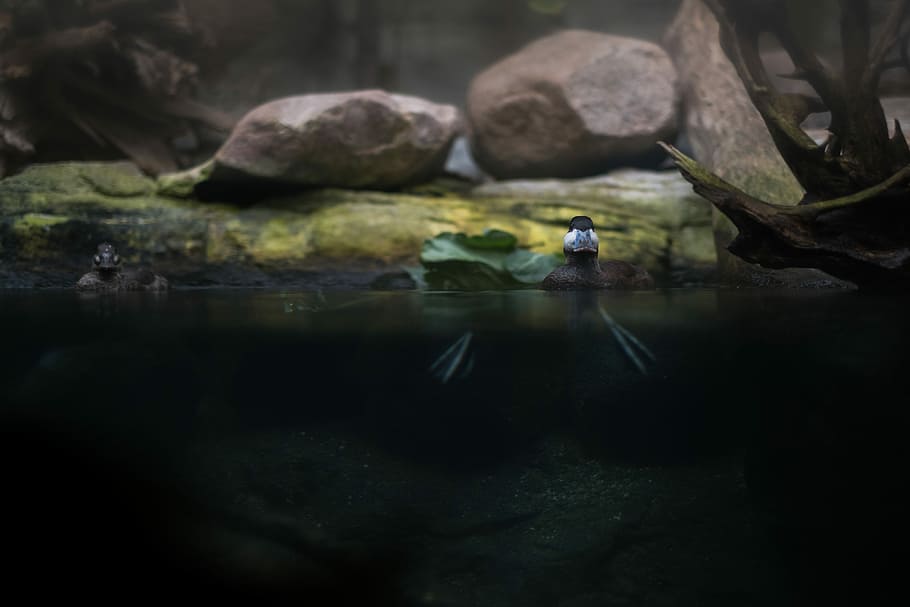 two brown stone near body of water, duck on body of water near rocks HD wallpaper